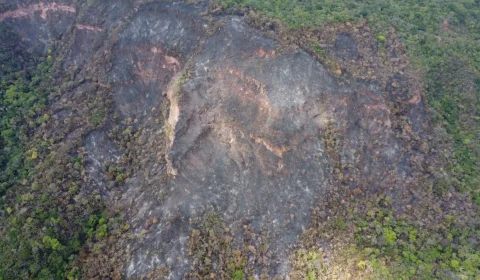 Imagem mostra um trecho de uma vegetação queimada no Ceará.