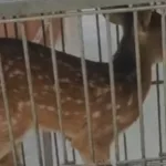 Filhote de veado-Catingueiro resgatado na zona rural de Várzea Alegre.