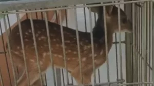 Filhote de veado-Catingueiro resgatado na zona rural de Várzea Alegre.