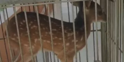 Filhote de veado-Catingueiro resgatado na zona rural de Várzea Alegre