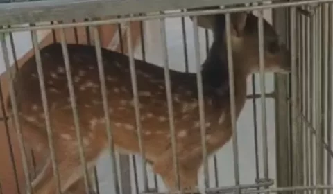 Filhote de veado-Catingueiro resgatado na zona rural de Várzea Alegre.