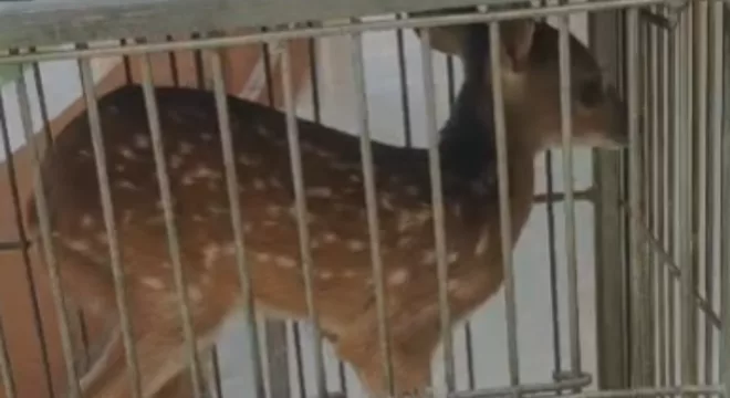 Filhote de veado-Catingueiro resgatado na zona rural de Várzea Alegre.