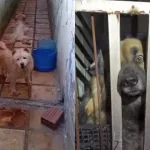 Animais resgatados em canil clandestino de Brejo Santo.