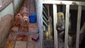 Animais resgatados em canil clandestino de Brejo Santo.