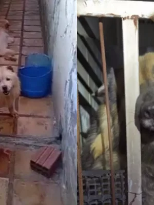 Animais resgatados em canil clandestino de Brejo Santo.