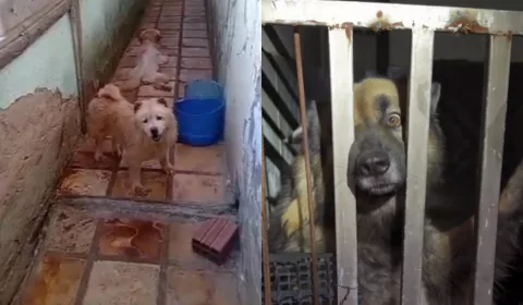 Animais resgatados em canil clandestino de Brejo Santo.