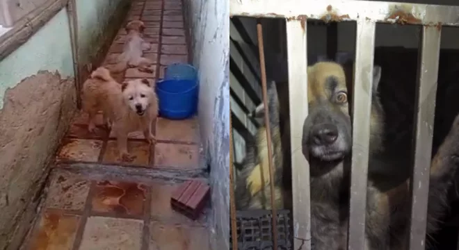 Animais resgatados em canil clandestino de Brejo Santo.