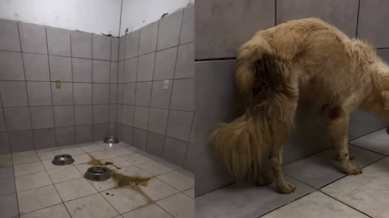 Animais resgatados em canil clandestino de Brejo Santo.