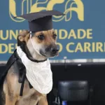 Cadela "Cachorra", fotografa em frente ao painel dos formandos na UFCA.