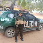 Filhote de veado-catingueiro é resgatado no Crato
