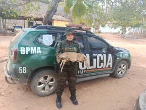 Filhote de veado-catingueiro é resgatado no Crato