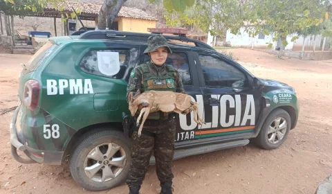 Filhote de veado-catingueiro é resgatado no Crato