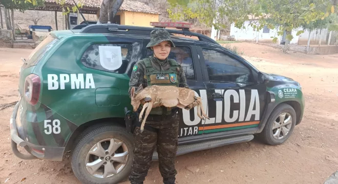 Filhote de veado-catingueiro é resgatado no Crato
