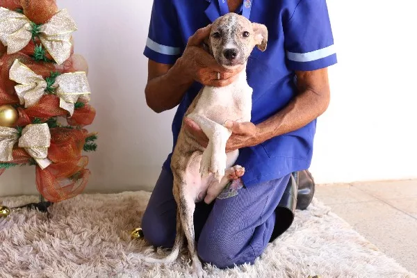 Animais disponíveis para adoção responsável em Juazeiro do Norte.