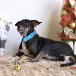 Campanha de adoção responsável no Centro de Zoonoses em Fortaleza