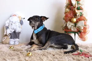 Campanha de adoção responsável no Centro de Zoonoses em Fortaleza