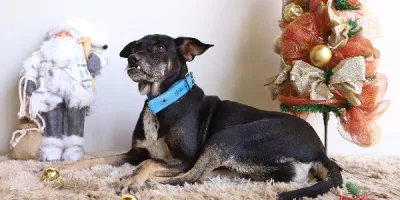 Campanha de adoção responsável no Centro de Zoonoses em Fortaleza