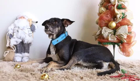 Campanha de adoção responsável no Centro de Zoonoses em Fortaleza