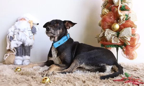 Campanha de adoção responsável no Centro de Zoonoses em Fortaleza