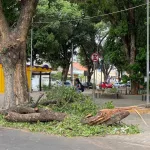 Galhos caídos na Praça da Sé, no Crato.