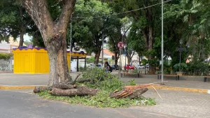 Galhos caídos na Praça da Sé, no Crato.