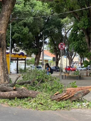 Galhos caídos na Praça da Sé, no Crato.