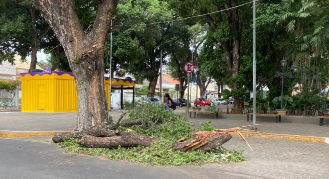 Galhos caídos na Praça da Sé, no Crato.