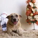 Cadela sorrindo para a foto ao lado de enfeites natalinos.
