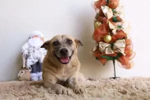 Cadela sorrindo para a foto ao lado de enfeites natalinos.