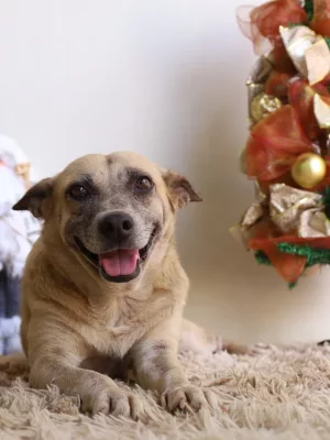 Cadela sorrindo para a foto ao lado de enfeites natalinos.
