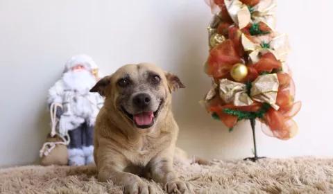 Cadela sorrindo para a foto ao lado de enfeites natalinos.