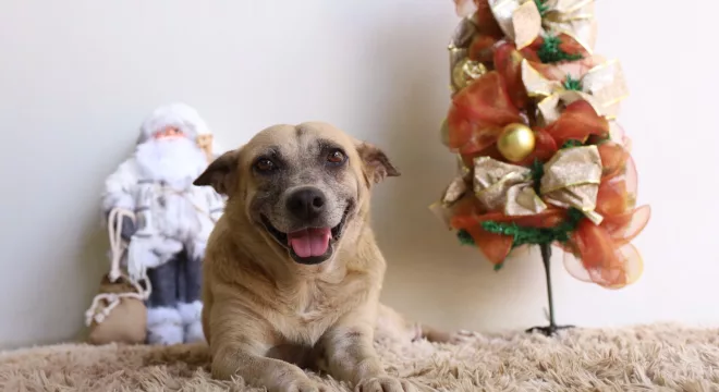 Cadela sorrindo para a foto ao lado de enfeites natalinos.