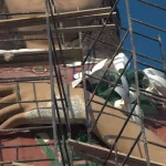 benigna cardoso estatua