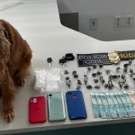 Cão farejador da Polícia Civil auxiliou na localização de entorpecentes e materiais relacionados ao tráfico de drogas,