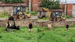 O resgate durou mais de 20 minutos e foi registrado em uma transmissão ao vivo nas redes sociais.