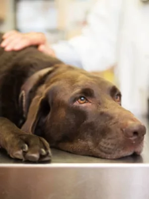 Residência em Medicina Veterinária