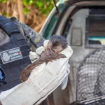 macaco prego resgatado em varzea alegre