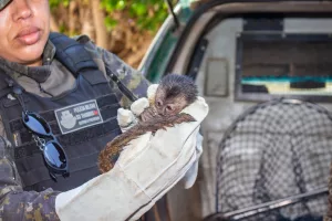 macaco prego resgatado em varzea alegre