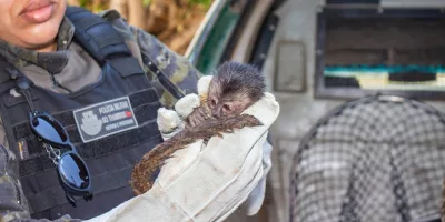 macaco prego resgatado em varzea alegre