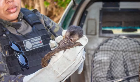 macaco prego resgatado em varzea alegre