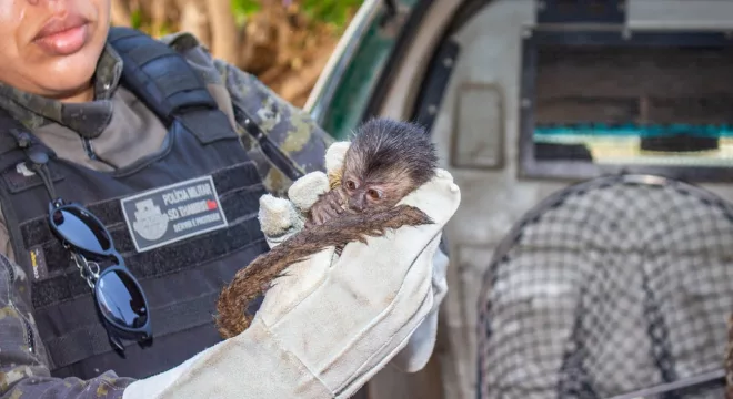 macaco prego resgatado em varzea alegre