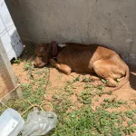 Pitbull é encontrado em situação de abandono, no bairro Tiradentes, em Juazeiro do Norte