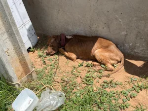 Pitbull é encontrado em situação de abandono, no bairro Tiradentes, em Juazeiro do Norte