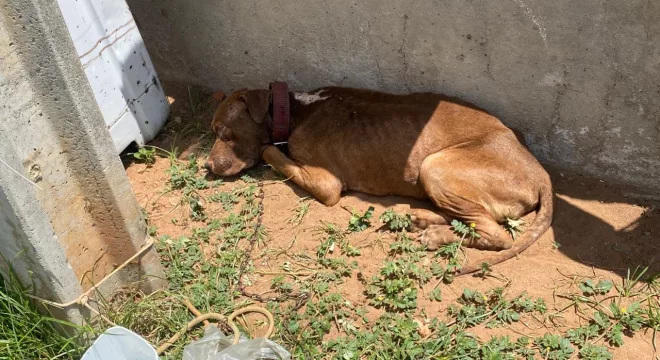 Pitbull é encontrado em situação de abandono, no bairro Tiradentes, em Juazeiro do Norte