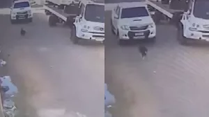 Cachorro é atropelado em Juazeiro do Norte