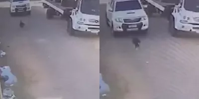 Cachorro é atropelado em Juazeiro do Norte