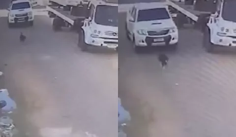 Cachorro é atropelado em Juazeiro do Norte