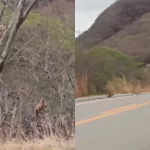 Família de macacos-pregos atravessam rodovia no Ceará.