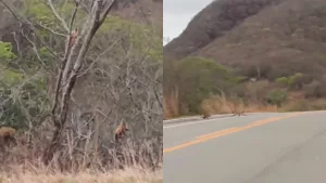 Família de macacos-pregos atravessam rodovia no Ceará.