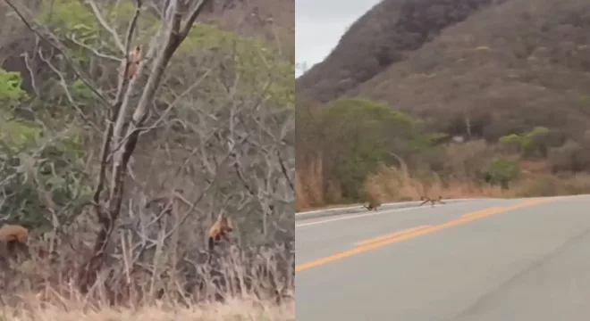 Família de macacos-pregos atravessam rodovia no Ceará.